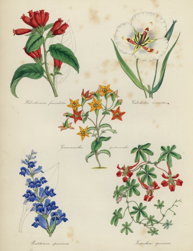 Engelse Bloementuin: Habrothamnus fasciculatus, Calochortus venustus, Grammanthes gentianoides, Pentstemon speciosum, Tropaeolum speciosum door English School