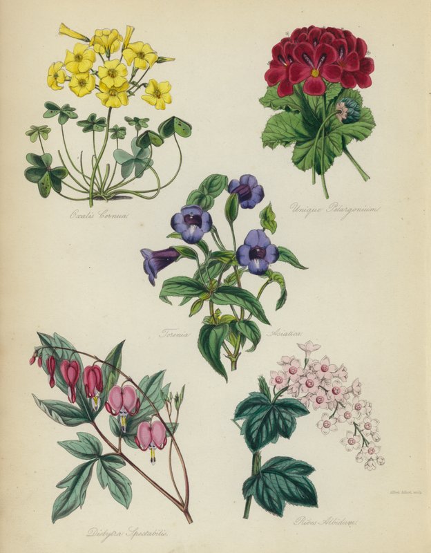 Engelse Bloementuin: Oxalis Cernua, Unieke Pelargonium, Torenia Asiatica, Dielytra Spectabilis, Ribes Albidum door English School