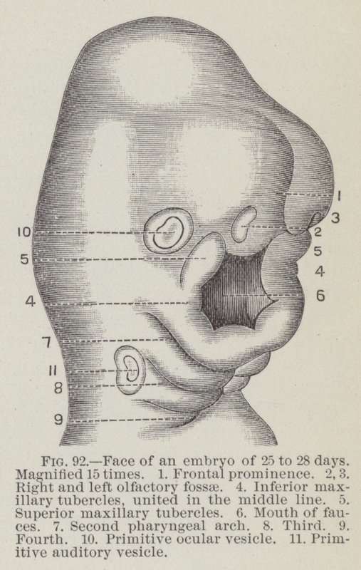 Gezicht van een embryo van 25 tot 28 dagen, 15 keer vergroot door English School