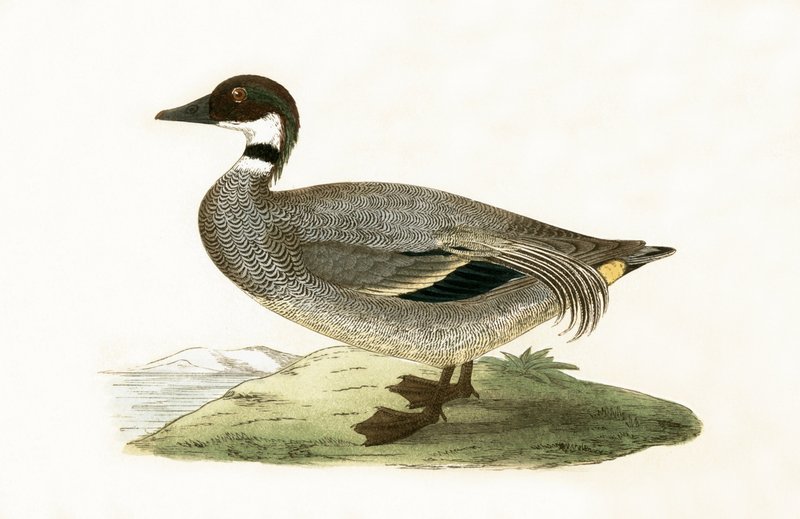 Falcated Teal, illustratie uit 