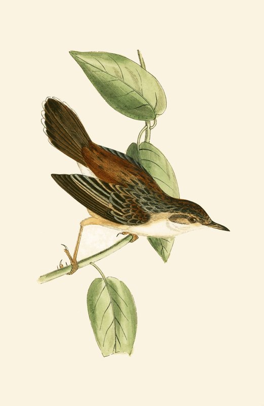 Fantail Warbler, illustratie uit 