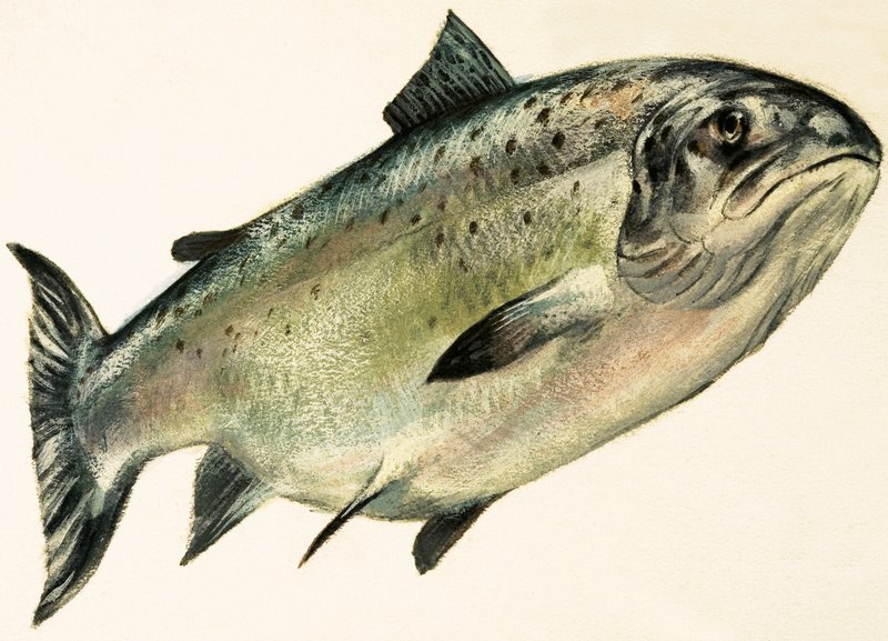 Vrouwelijke zalm door English School