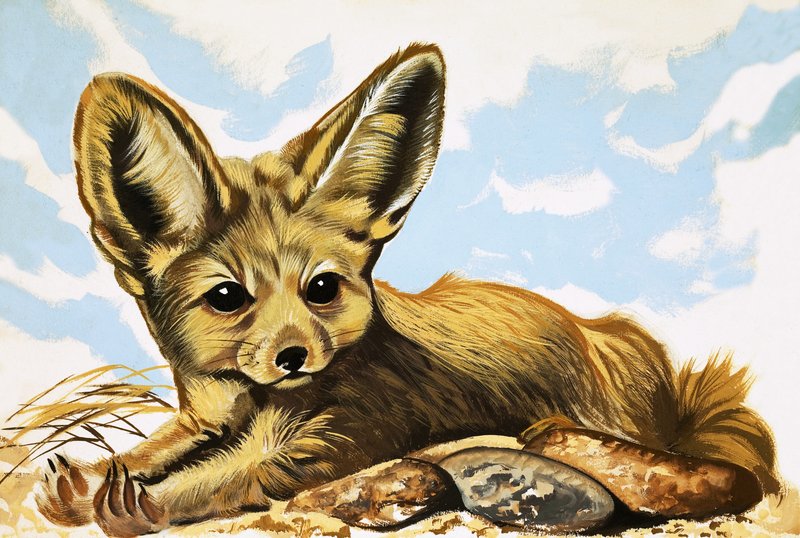 Fennec door English School
