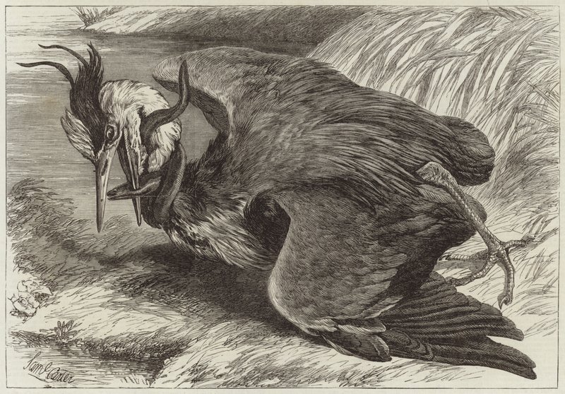 Gevecht tussen een reiger en een paling door English School