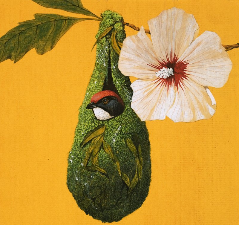 Bloempeker vogel uit India en Australië door English School