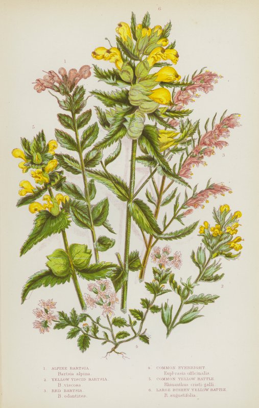 Bloeiende planten van Groot-Brittannië: Alpen Bartsia, Gele Kleverige Bartsia, Rode Bartsia, Gewone Oogentroost, Gewone Gele Ratel, Grote Bossige Gele Ratel door English School