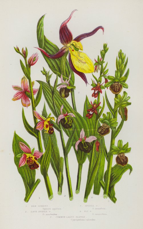 Bloeiende Planten van Groot-Brittannië: Bijen Ophrys, Late Spin Ophrys, Spin Ophrys, Vlieg Ophrys, Gewone Vrouwenschoen door English School