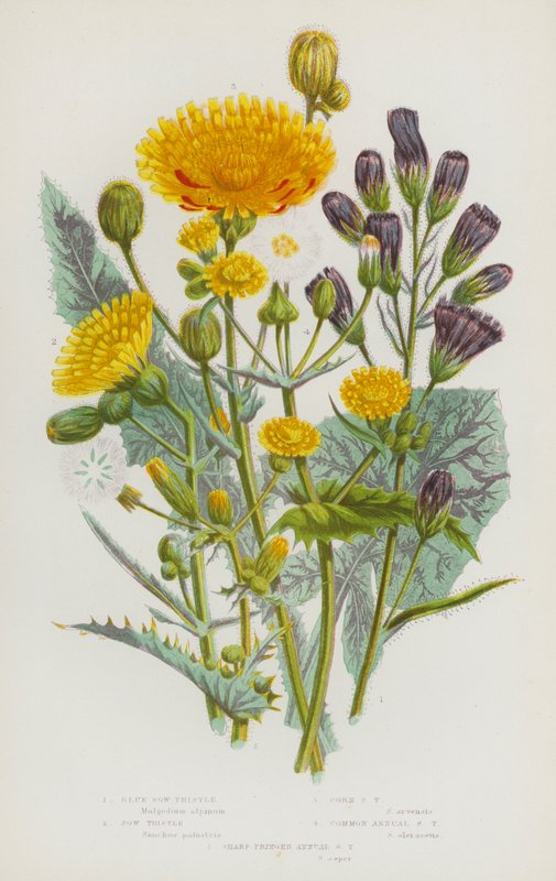 Bloeiende Planten van Groot-Brittannië: Blauwe Melkdistel, Melkdistel, Korenmelkdistel, Gewone Jaarlijkse Melkdistel, Scherpe Franje Jaarlijkse Melkdistel door English School