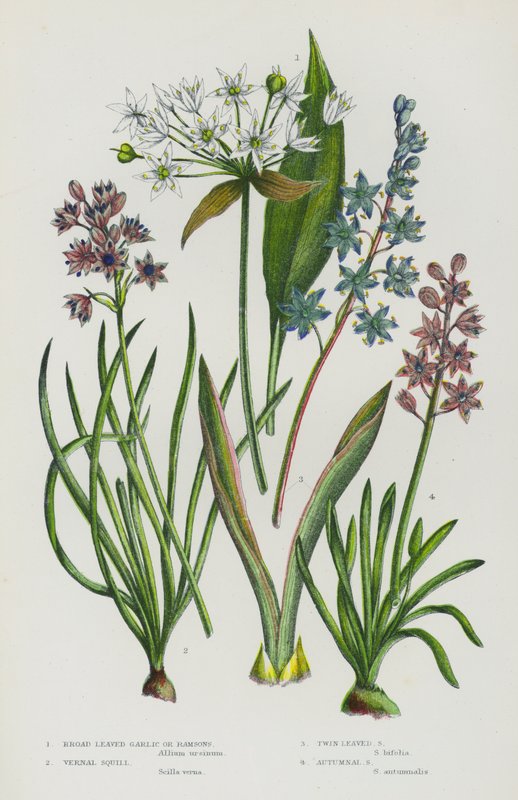 Bloeiende planten van Groot-Brittannië: Breedbladige knoflook of daslook, Voorjaarskrokus, Tweebladige krokus, Herfstkrokus door English School