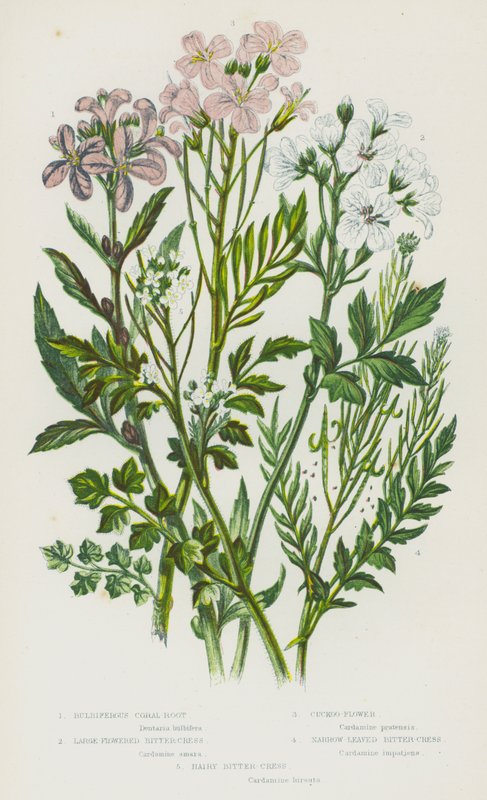 Bloeiende Planten van Groot-Brittannië: Knolsteenbreek, Grote Bitterkers, Pinksterbloem, Smalbladige Bitterkers, Harige Bitterkers door English School
