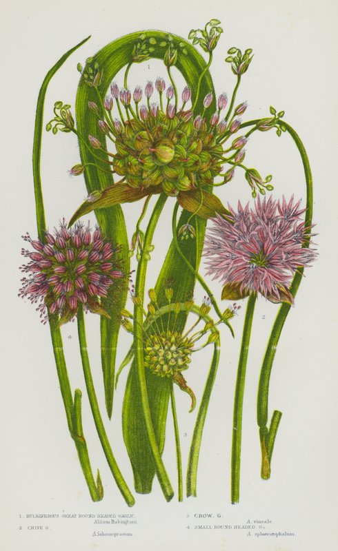Bloeiende planten van Groot-Brittannië: Bolvormige grote ronde knoflook, Bieslook, Kraailook, Kleine ronde knoflook door English School