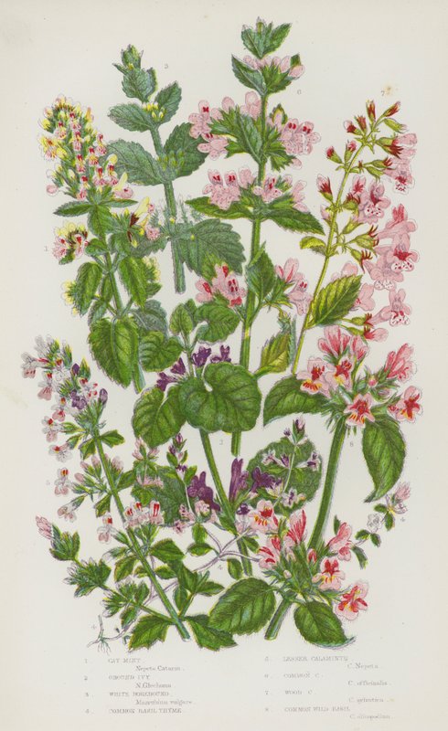 Bloeiende planten van Groot-Brittannië: Kattenkruid, Hondsdraf, Witte malrove, Gewone basilicum, Kleine kalmoes, Gewone kalmoes, Houtkalmoes, Gewone wilde basilicum door English School