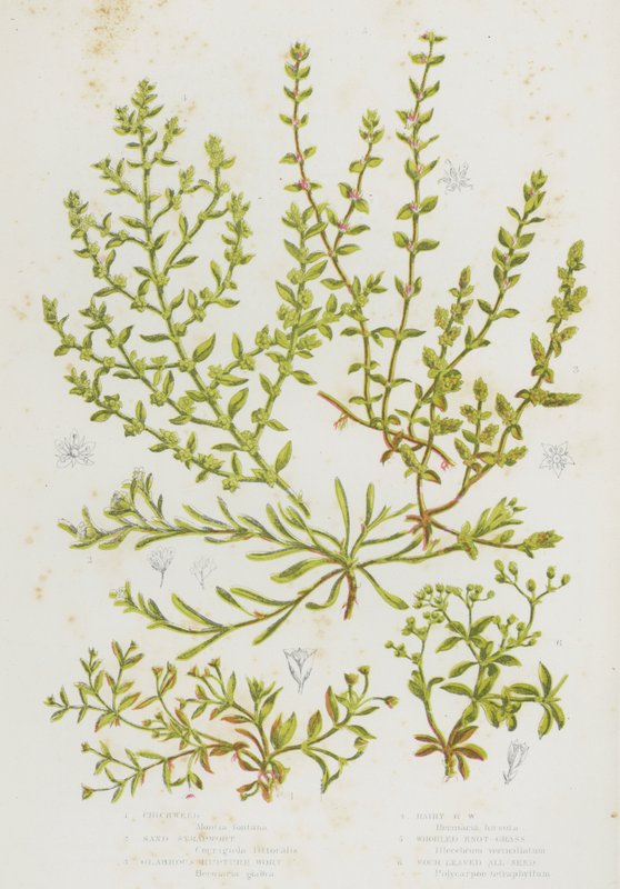 Bloeiende Planten van Groot-Brittannië: Vogelmuur, Zandriempje, Gladde Breukwortel, Harige Breukwortel, Kransduizendknoop, Vierbladige Zaad door English School