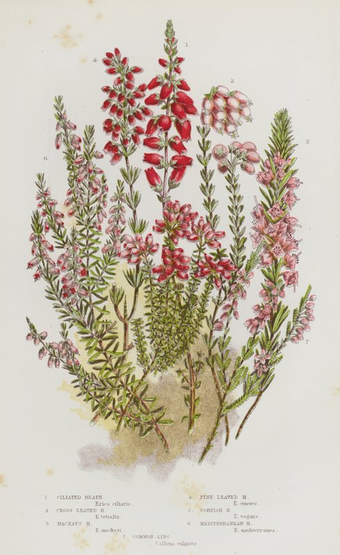 Bloeiende Planten van Groot-Brittannië: Gerande Heide, Kruisbladige Heide, Mackay