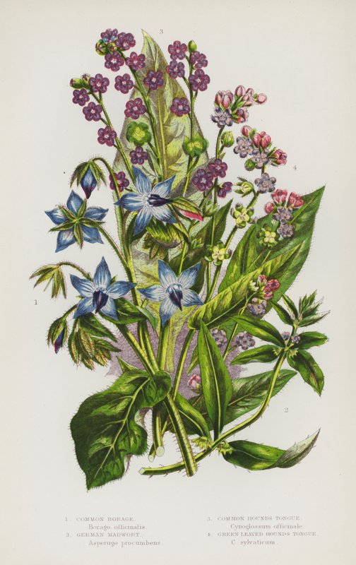 Bloeiende planten van Groot-Brittannië: Gewone Borage, Duitse Madwort, Gewone Honden Tong, Groenbladige Honden Tong door English School