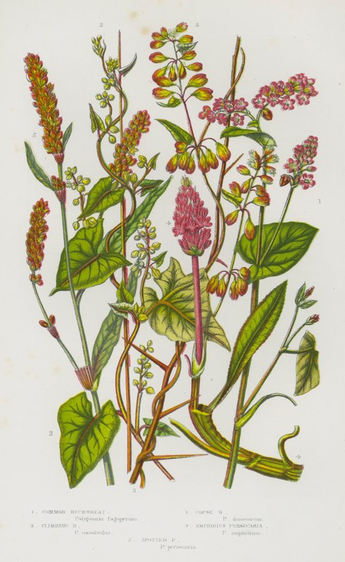 Bloeiende planten van Groot-Brittannië: Gewone boekweit, Klimboekweit, Bosboekweit, Amfibische persicaria, Gevlekte persicaria door English School