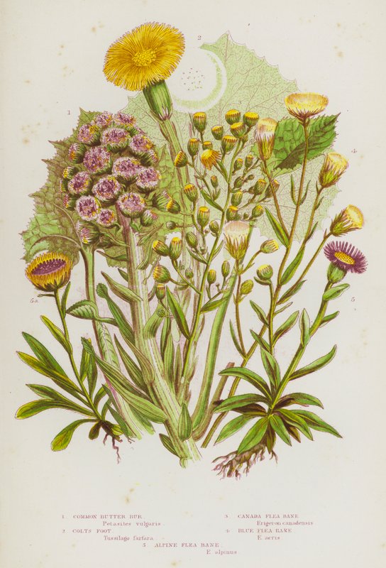 Bloeiende Planten van Groot-Brittannië: Gewone Boterbloem, Hoefblad, Canadese Vlooienkruid, Blauwe Vlooienkruid, Alpen Vlooienkruid door English School