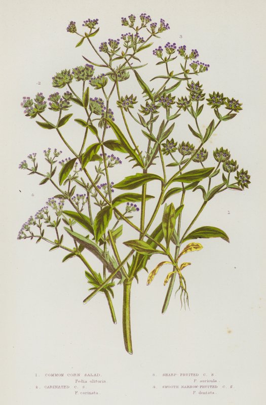 Bloeiende planten van Groot-Brittannië: Gewone Veldsla, Geribbelde Veldsla, Scherpe Veldsla, Gladde Smalvruchtige Veldsla (kleur litho) door English School