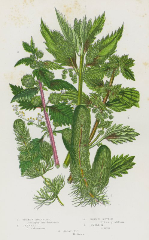 Bloeiende Planten van Groot-Brittannië: Gewone Hoornblad, Ongewapend Hoornblad, Romeinse Brandnetel, Kleine Brandnetel, Grote Brandnetel door English School