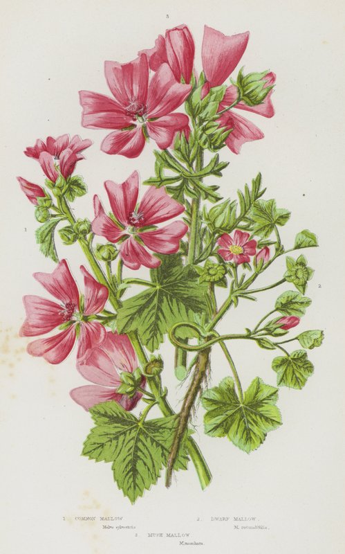 Bloeiende Planten van Groot-Brittannië: Gewone Malva, Dwerg Malva, Muskus Malva door English School