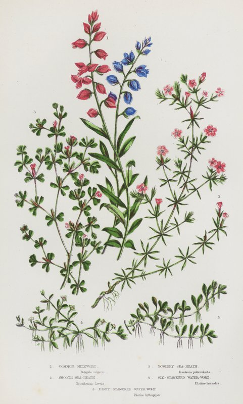 Bloeiende planten van Groot-Brittannië: Gewone Melkkruid, Gladde Zeeheide, Poederige Zeeheide, Zesstamige Waterkruid, Achtstamige Waterkruid door English School