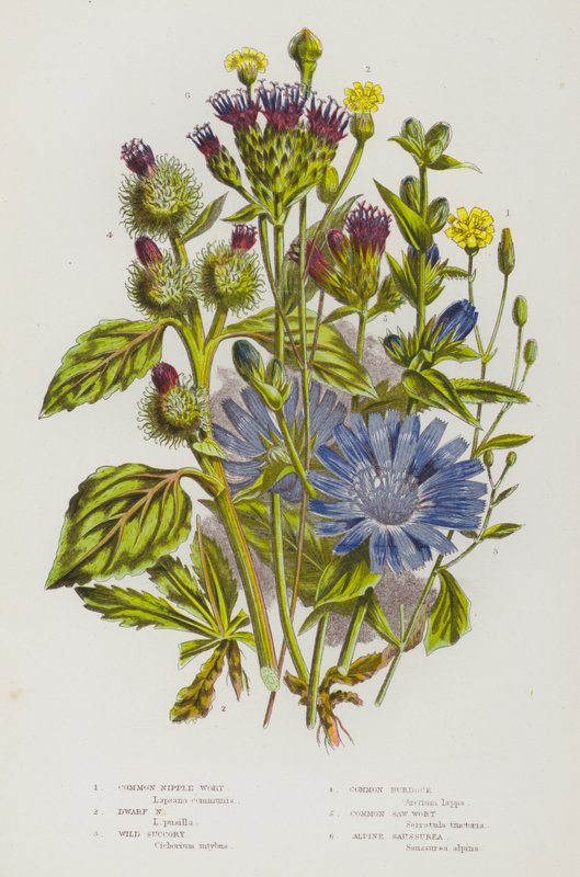 Bloeiende Planten van Groot-Brittannië: Gewone Tepelwortel, Dwerg Tepelwortel, Wilde Cichorei, Gewone Klis, Gewone Zaagwortel, Alpen Saussurea door English School