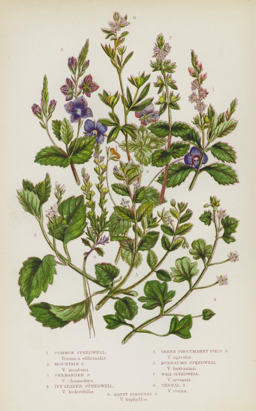 Bloeiende Planten van Groot-Brittannië: Gewone Ereprijs, Berg Ereprijs, Gamander Ereprijs, Klimopbladige Ereprijs, Groene Kruipende Veldereprijs, Buxbaums Ereprijs, Muur Ereprijs, Voorjaars Ereprijs, Stompe Vinger Ereprijs door English School