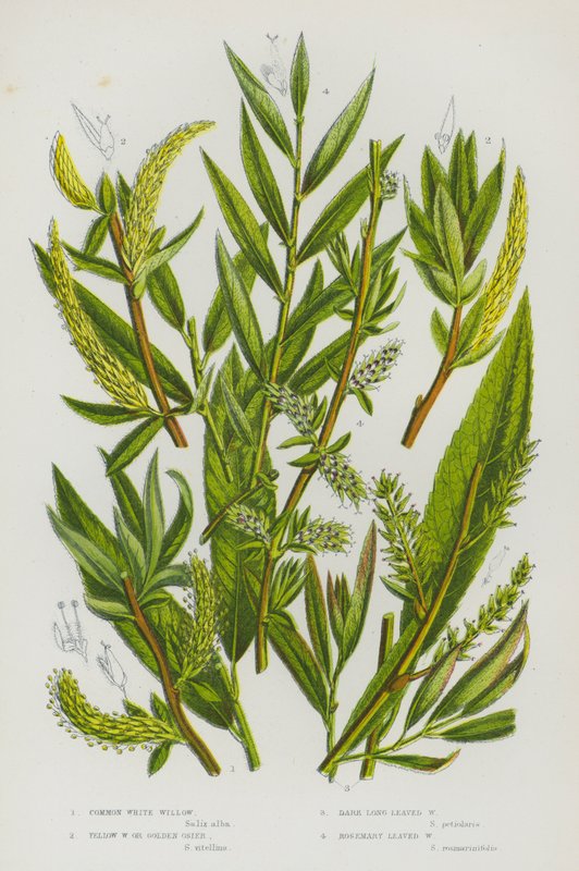 Bloeiende Planten van Groot-Brittannië: Gewone Witte Wilg, Gele Wilg of Gouden Osier, Donkere Langbladige Wilg, Rozemarijnbladige Wilg door English School