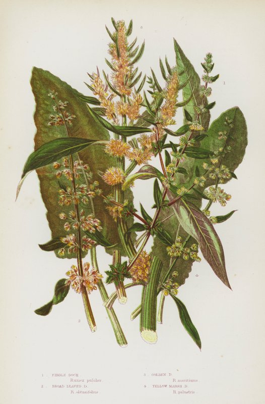 Bloeiende Planten van Groot-Brittannië: Vioolzuring, Breedbladige Zuring, Gouden Zuring, Gele Moeraszuring door English School