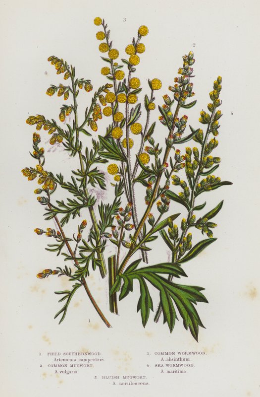 Bloeiende planten van Groot-Brittannië: Veldalsem, Gewone Bijvoet, Gewone Alsem, Zeealsem, Blauwachtige Bijvoet (kleur litho) door English School