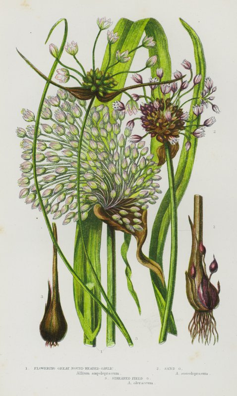 Bloeiende Planten van Groot-Brittannië: Bloeiende Grote Ronde Knoflook, Zand Knoflook, Gestreepte Veldknoflook door English School