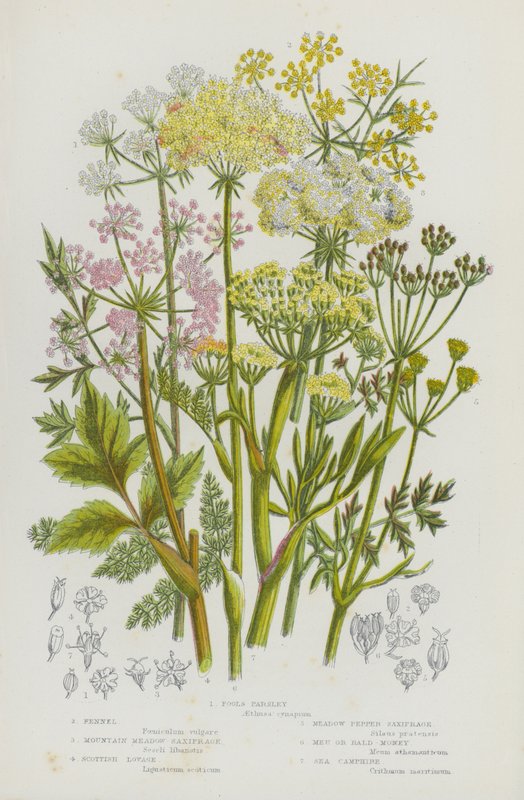 Bloeiende planten van Groot-Brittannië: Dwaze Peterselie, Venkel, Bergweide Saxifrage, Schotse Lavas, Weidepeper Saxifrage, Meu of Bald-Money, Zee Kamfer door English School