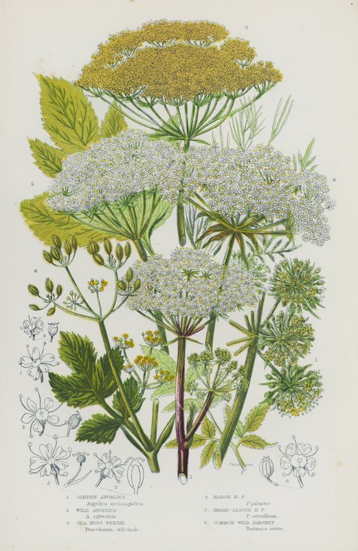 Bloeiende planten van Groot-Brittannië: Tuinengelwortel, Wilde Engelwortel, Zeevenkel, Moerasvenkel, Breedbladige Venkel, Wilde Pastinaak (kleur litho) door English School