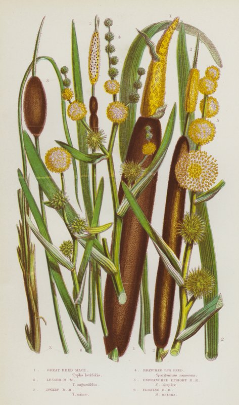 Bloeiende Planten van Groot-Brittannië: Grote Lisdodde, Kleine Lisdodde, Dwerglisdodde, Vertakte Egelskop, Overtakte Rechte Egelskop, Drijvende Egelskop door English School