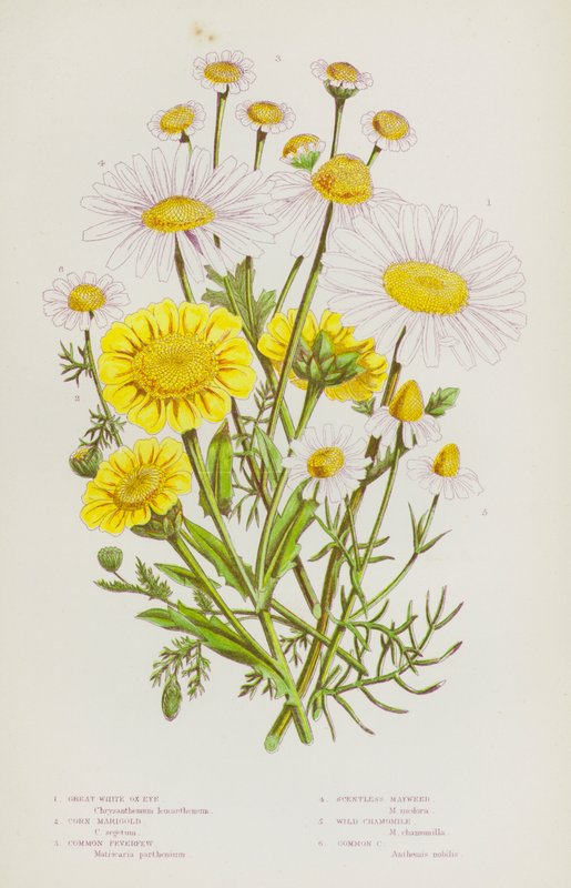 Bloeiende planten van Groot-Brittannië: Grote Witte Osseoog, Korenbloem, Gewone Moederkruid, Geurloze Kamille, Wilde Kamille, Gewone Kamille door English School