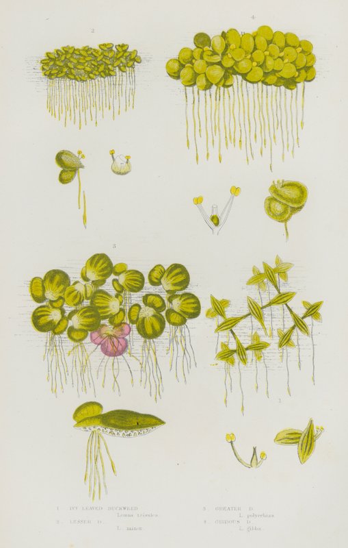 Bloeiende Planten van Groot-Brittannië: Klimopbladige Eendenkroos, Kleine Eendenkroos, Grote Eendenkroos, Gebochelde Eendenkroos (kleur litho) door English School