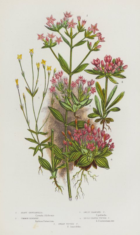 Bloeiende planten van Groot-Brittannië: Klein Gentiaan, Gewone Centaurie, Dwerg Vertakte Centaurie, Breedbladige Troscentaurie, Dwerg Troscentaurie (kleur litho) door English School