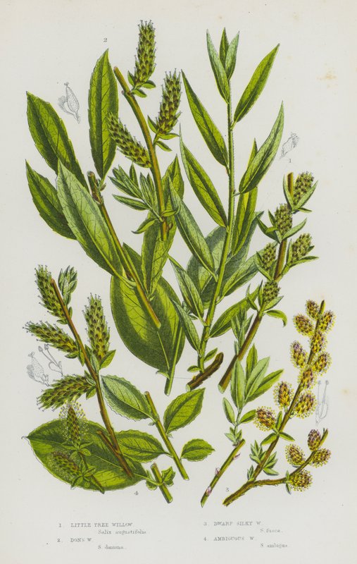 Bloeiende Planten van Groot-Brittannië: Kleine Boom Wilg, Don