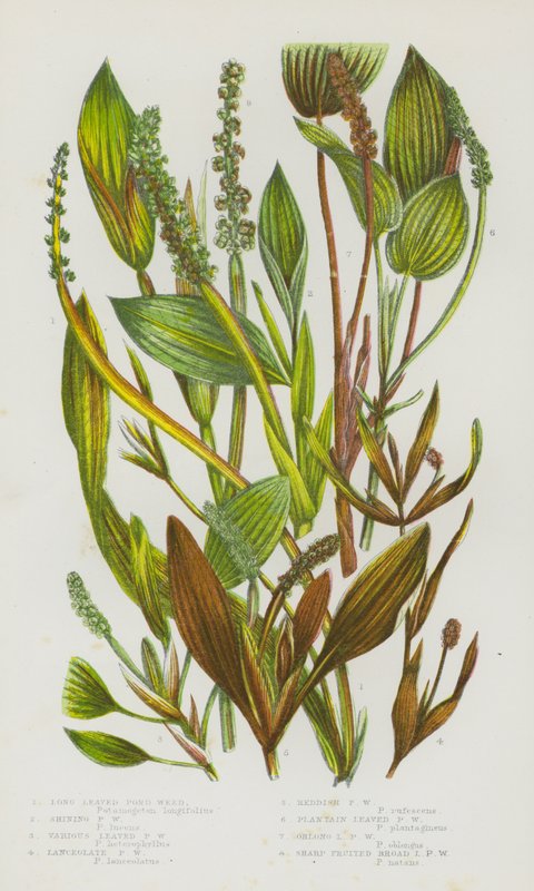 Bloeiende Planten van Groot-Brittannië: Langbladige Vijverplant, Glanzende Vijverplant, Diverse Bladige Vijverplant, Lancetvormige Vijverplant, Roodachtige Vijverplant, Weegbreebladige Vijverplant, Ovaalbladige Vijverplant, Scherpvruchtige Breedbladige Vij door English School