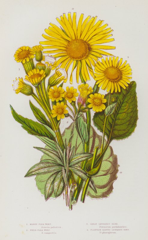 Bloeiende planten van Groot-Brittannië: Moeras Vlooienkruid, Veld Vlooienkruid, Grote Luipaard