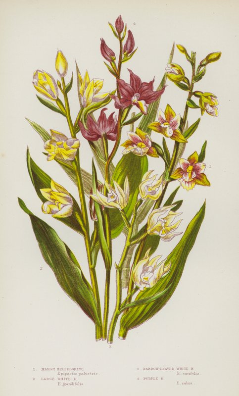 Bloeiende Planten van Groot-Brittannië: Moeras Helleborine, Grote Witte Helleborine, Smalbladige Witte Helleborine, Paarse Helleborine door English School