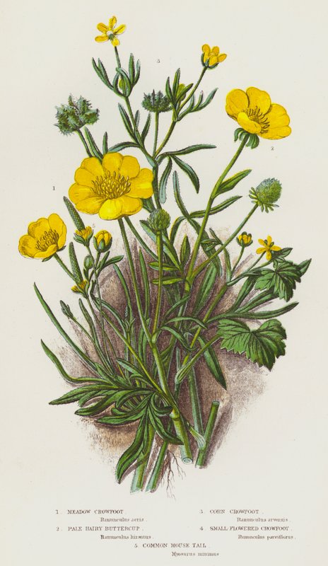 Bloeiende Planten van Groot-Brittannië: Weideboterbloem, Bleke Harige Boterbloem, Korenboterbloem, Kleinbloemige Boterbloem, Gewone Muizenstaart door English School