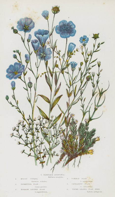 Bloeiende Planten van Groot-Brittannië: Mossige Cyphel, Vaste Vlas, Smalbladige Vlas, Gewone Vlas, Cathartische Vlas, Tijmbladige Vlaszaad, Slanke Buffonia door English School