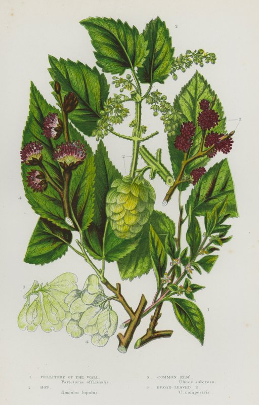 Bloeiende Planten van Groot-Brittannië: Muurpeper, Hop, Gewone Iep, Breedbladige Iep door English School