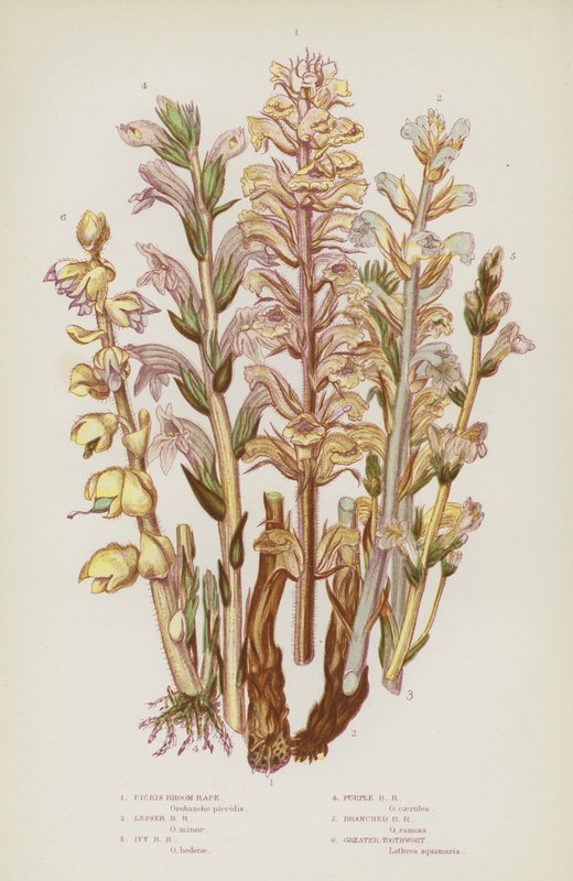 Bloeiende planten van Groot-Brittannië: Picris Broom Rape, Kleine Broom Rape, Klimop Broom Rape, Paarse Broom Rape, Vertakte Broom Rape, Grotere Tandwortel door English School