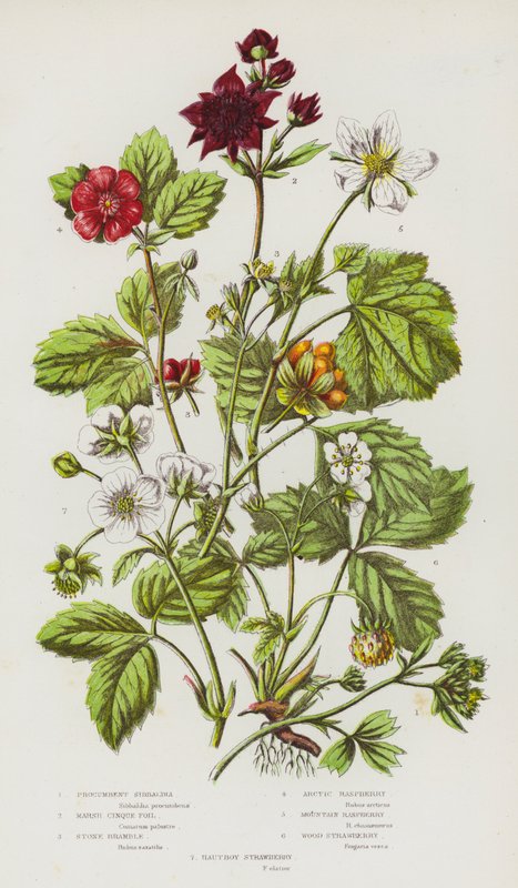 Bloeiende Planten van Groot-Brittannië: Kruipende Sibbaldia, Moeras Vijfvingerkruid, Steen Braam, Arctische Framboos, Berg Framboos, Bos Aardbei, Hautboy Aardbei door English School