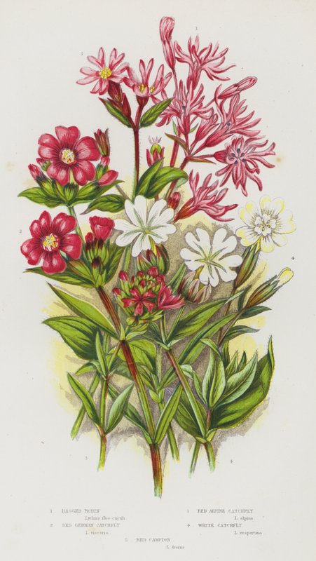 Bloeiende Planten van Groot-Brittannië: Echte Koekoeksbloem, Rode Duitse Koekoeksbloem, Rode Alpenkoekoeksbloem, Witte Koekoeksbloem, Dagkoekoeksbloem door English School