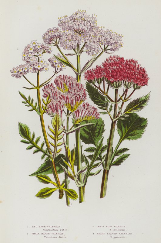 Bloeiende planten van Groot-Brittannië: Rode Spoorvaleriaan, Kleine Moerasvaleriaan, Grote Wilde Valeriaan, Hartbladige Valeriaan (kleur litho) door English School