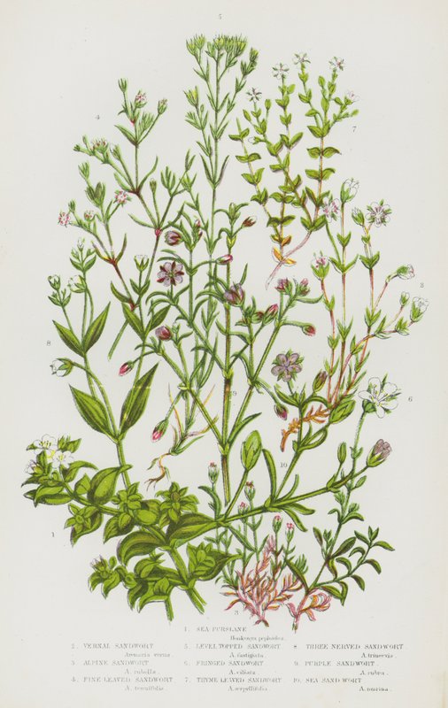 Bloeiende Planten van Groot-Brittannië: Zeepostelein, Voorjaarszandkruid, Alpenzandkruid, Fijnbladig Zandkruid, Vlakgetopte Zandkruid, Franjezandkruid, Tijmbladig Zandkruid, Drienervig Zandkruid, Paars Zandkruid, Zeekruid door English School