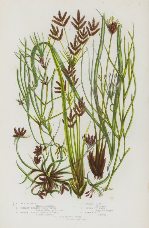 Bloeiende Planten van Groot-Brittannië: Zee Ruppia, Gewone Gehoornde Vijver Wier, Breedbladige Gras Wrack, Dwerg Gras Wrack, Zoete Cyperus, Bruine Cyperus, Zwarte Moeras Riet door English School
